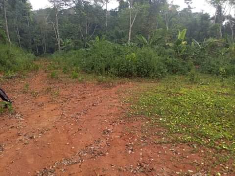 Titled Lands for sale available all over Yaoundé at affordable prices from 3000XAF m2.