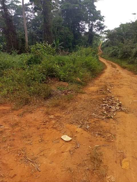 Titled Lands for sale available all over Yaoundé at affordable prices from 3000XAF m2.