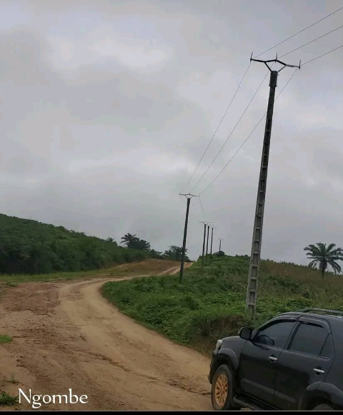 ngombe