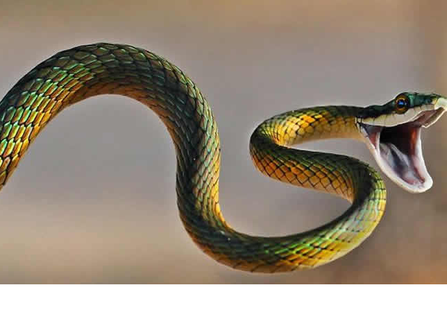 A man in China was caught smuggling 100 live snakes hidden in his trousers.