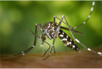 Why DO mosquitos bite some people… but leave others alone?