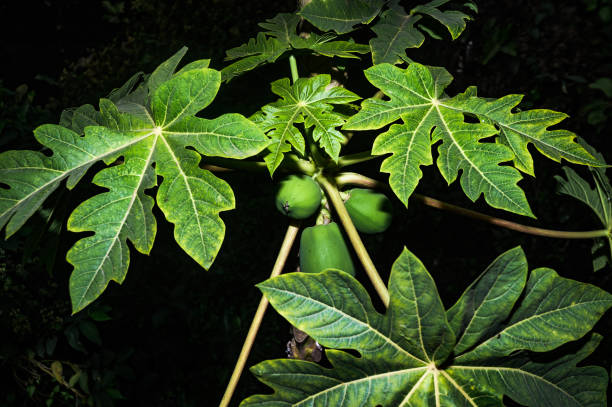 Top views show a male papaya tree (Carica papaya), also known as papaw or pawpaw, blooming with flowers, while a pumpkin fruit fly or tau fruit fly (Bactrocera tau) perches on the fruit of a female tree. Papaya is a nutritious food rich in fiber, vitamins, minerals, and antioxidants. Large decorative green leaves spread all around in Tehatta, West Bengal, India, on January 4, 2025. (Photo by Soumyabrata Roy/NurPhoto via Getty Images)