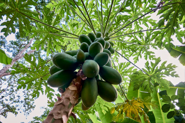 Food themes: Papaya tropical tree with green papayas