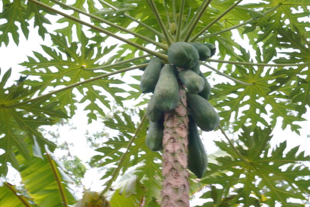 Closeup Papaya green fruit vegetable tree blooming in garden on nature background, Carica papaya L ,food background