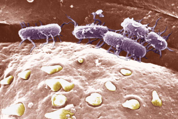 Scanning Electron Micrograph View Of The Cuticular Surface Of Schistosoma Mansoni, A Trematode Parasite, Shown With Attached Salmonella Typhi, A Gram Negative, Flagellated, Facultatively Anaerobic Rod Prokarote That Causes Typhoid Fever, Mag. 11,000X At 24 X 36Mm. Both Are Pathogenic In Humans. (Photo By BSIP/UIG Via Getty Images)